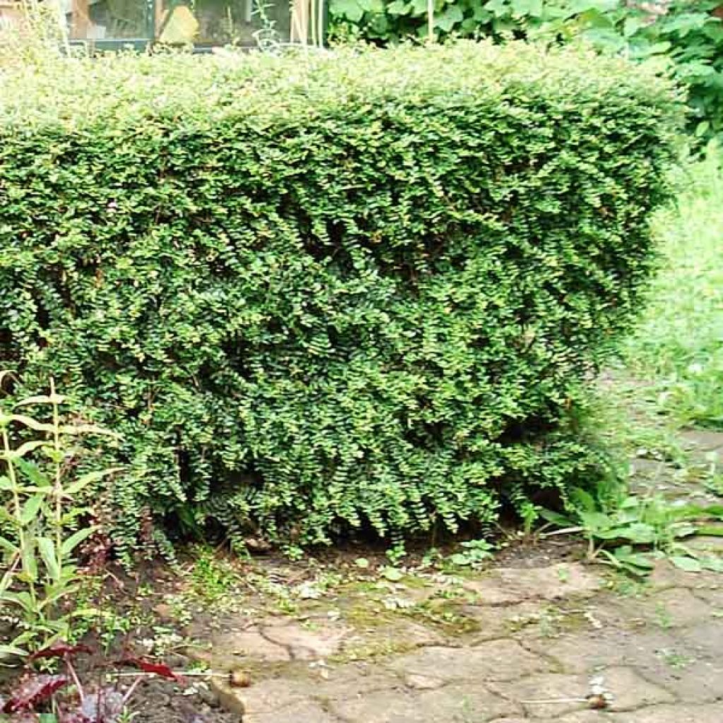 Lonicera nitida Elegant - Box Honeysuckle