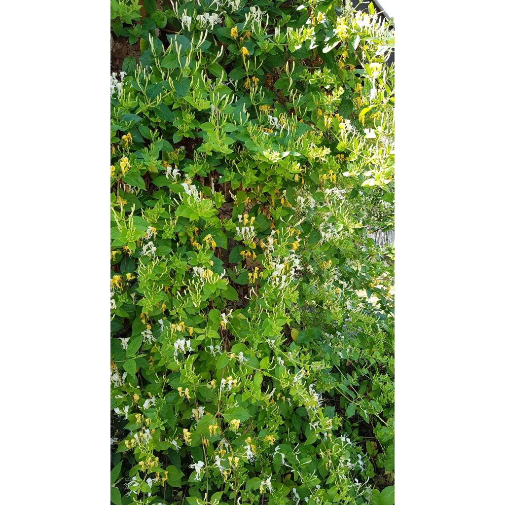 Lonicera japonica Hall's Prolific - Japanese Honeysuckle