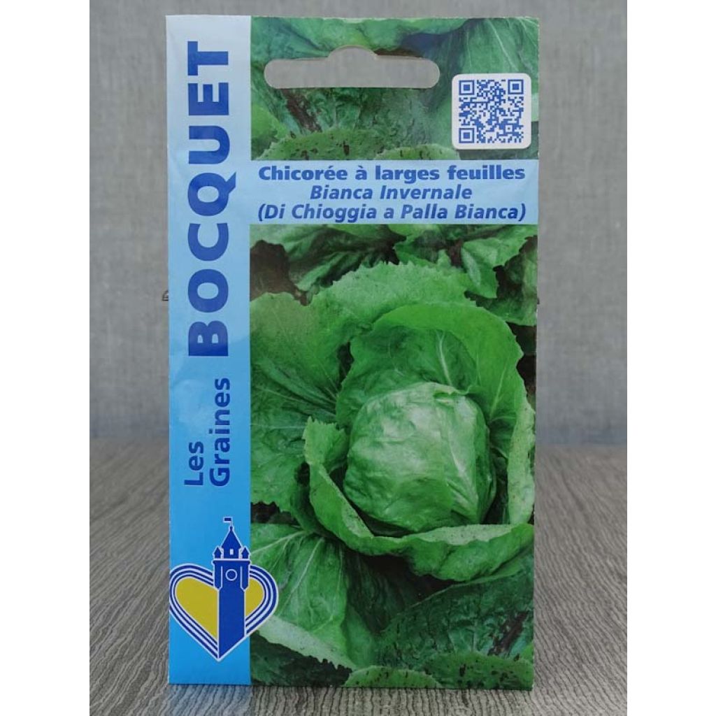 Chicory Bianca invernale - Cichorium intybus