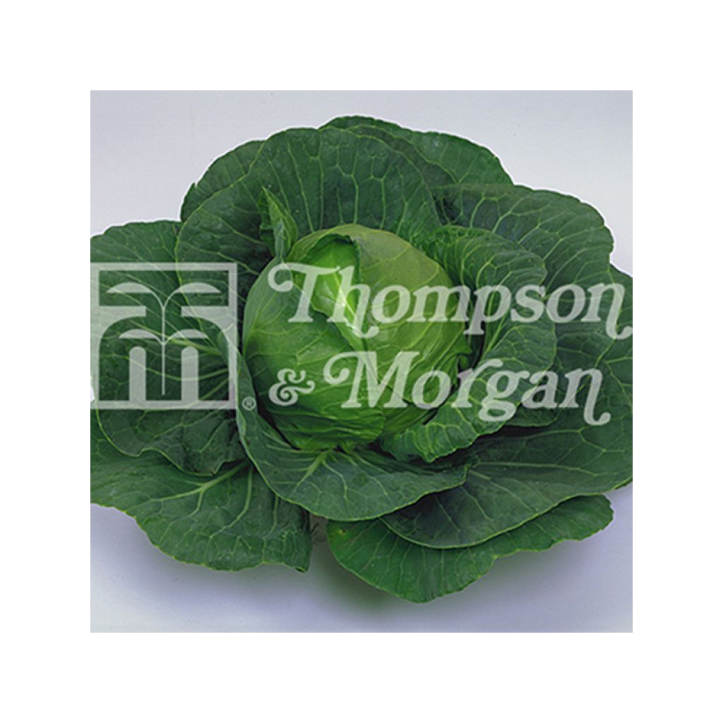 Cabbage Elisa F1 - Brassica oleracea capitata