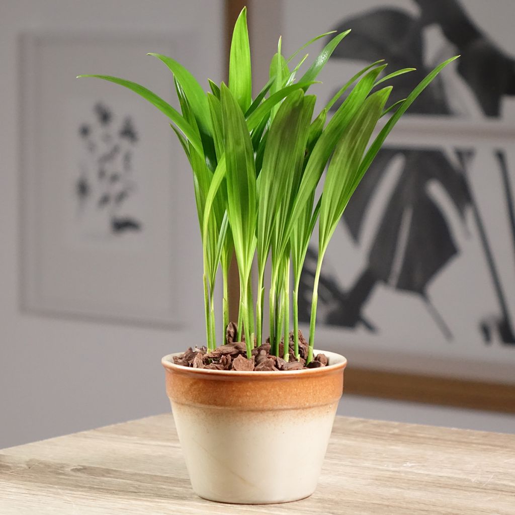 Chrysalidocarpus lutescens  - Aréca des fleuristes, Palmiste multipliant, Palmier d'Arec