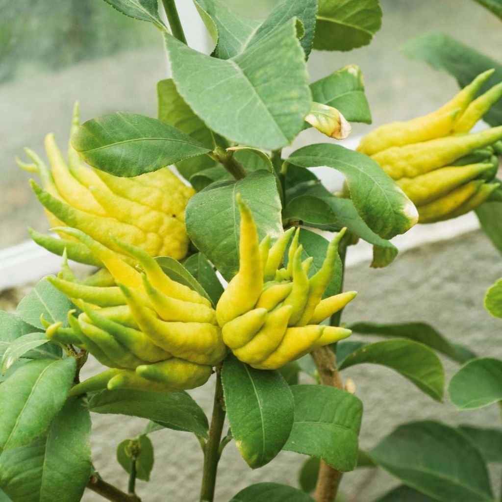 Buddha's Hand - Citrus medica var. sarcodactylis