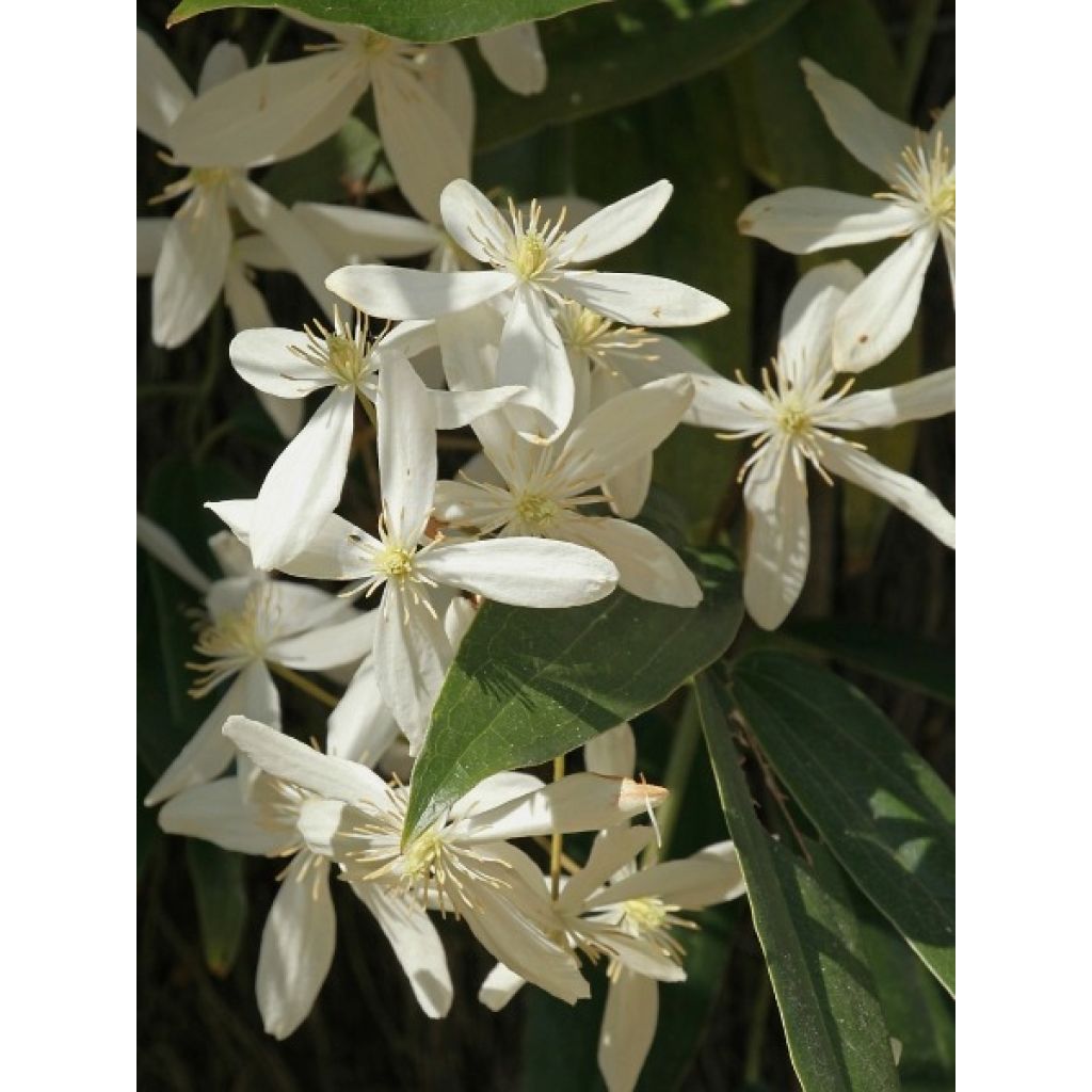Clematis armandii - Evergreen Clematis
