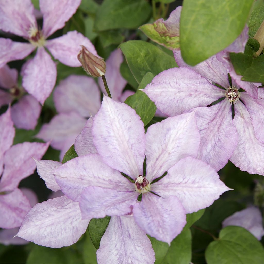 Clematis Margaret Hunt