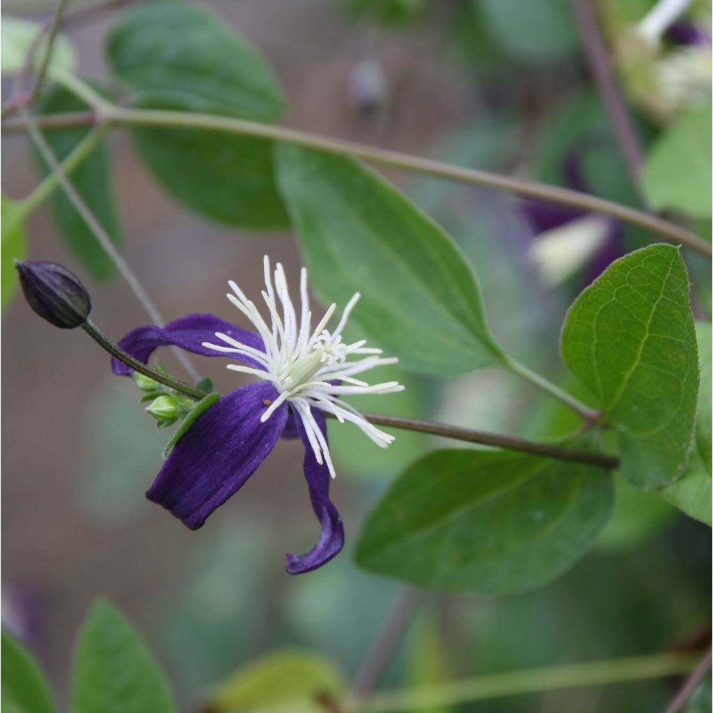Clematis flammula Aromatica