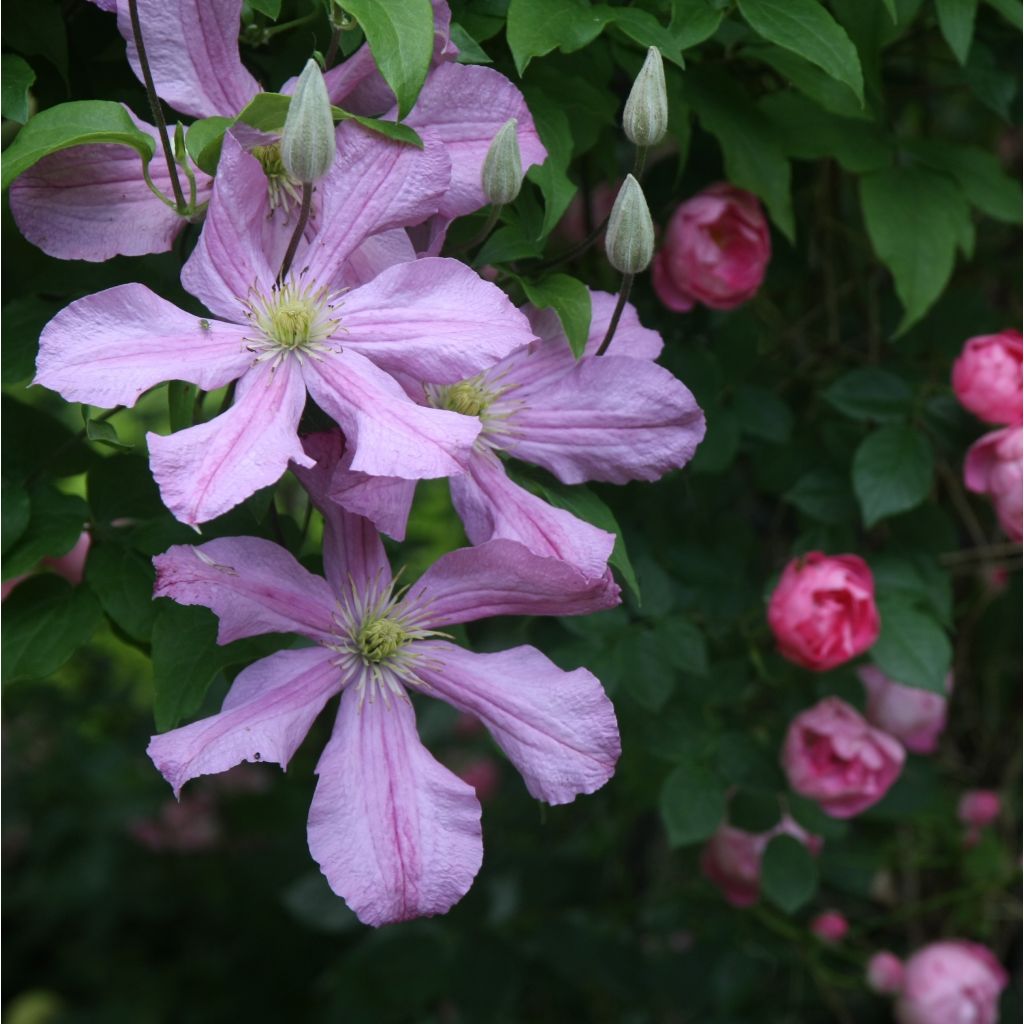 Clematis patens Comtesse de Bouchaud