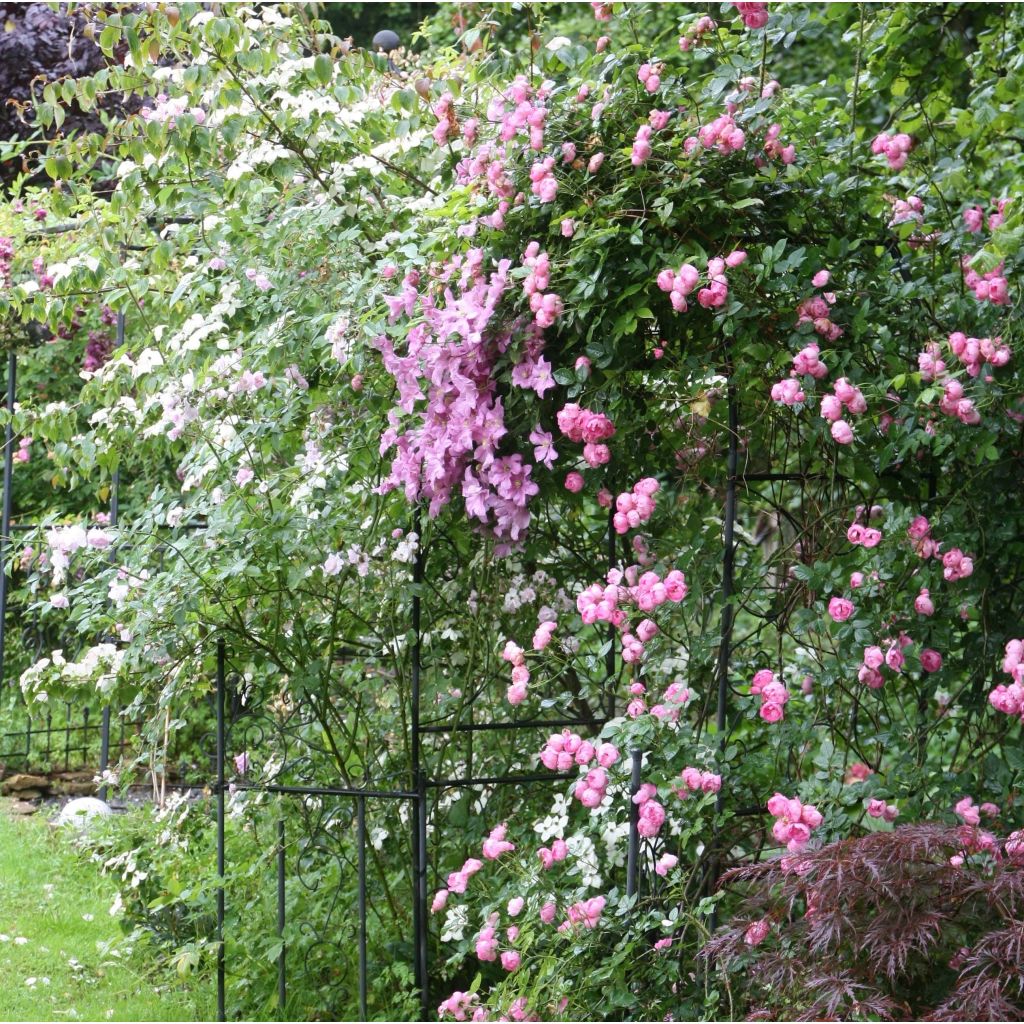 Clematis patens Comtesse de Bouchaud