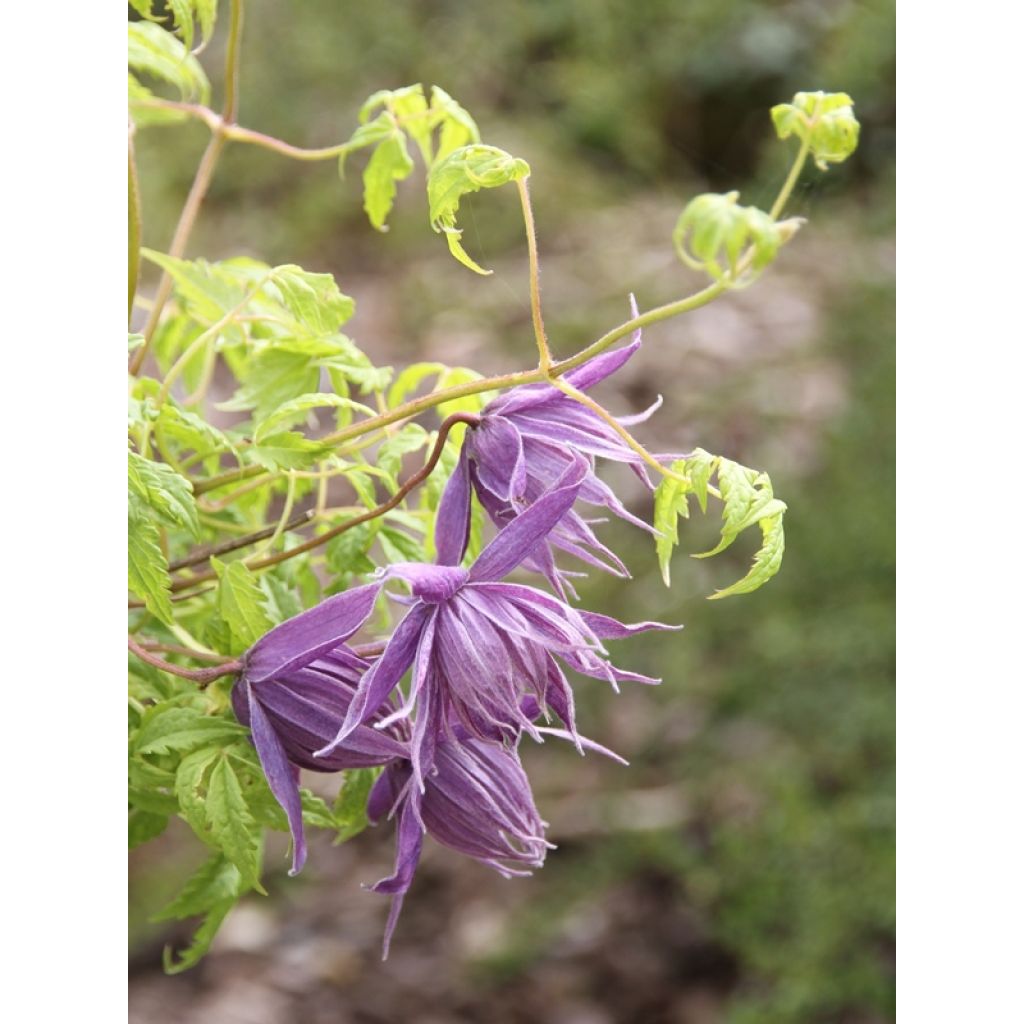 Clematis atragene Eximia