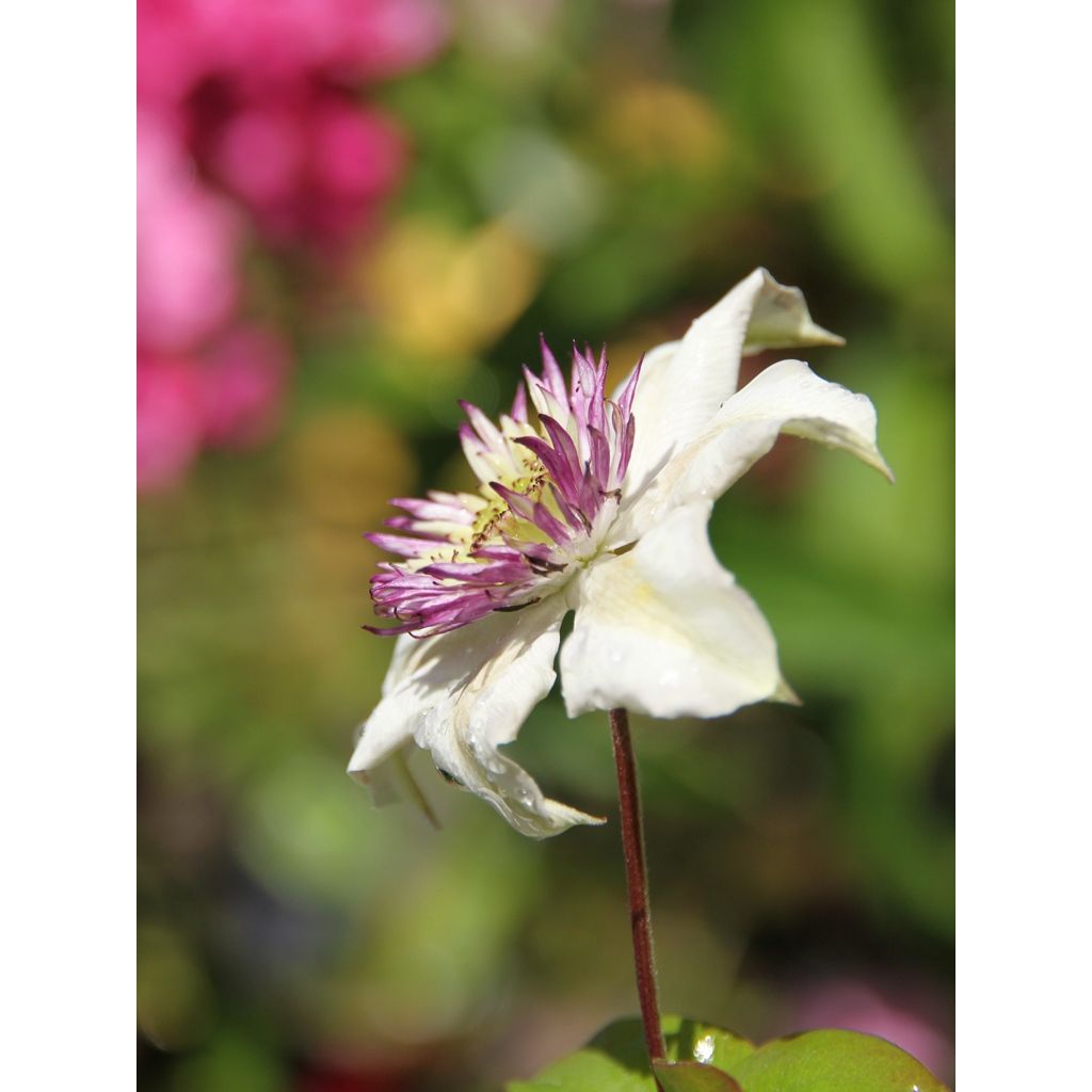 Clematis florida Sieboldii