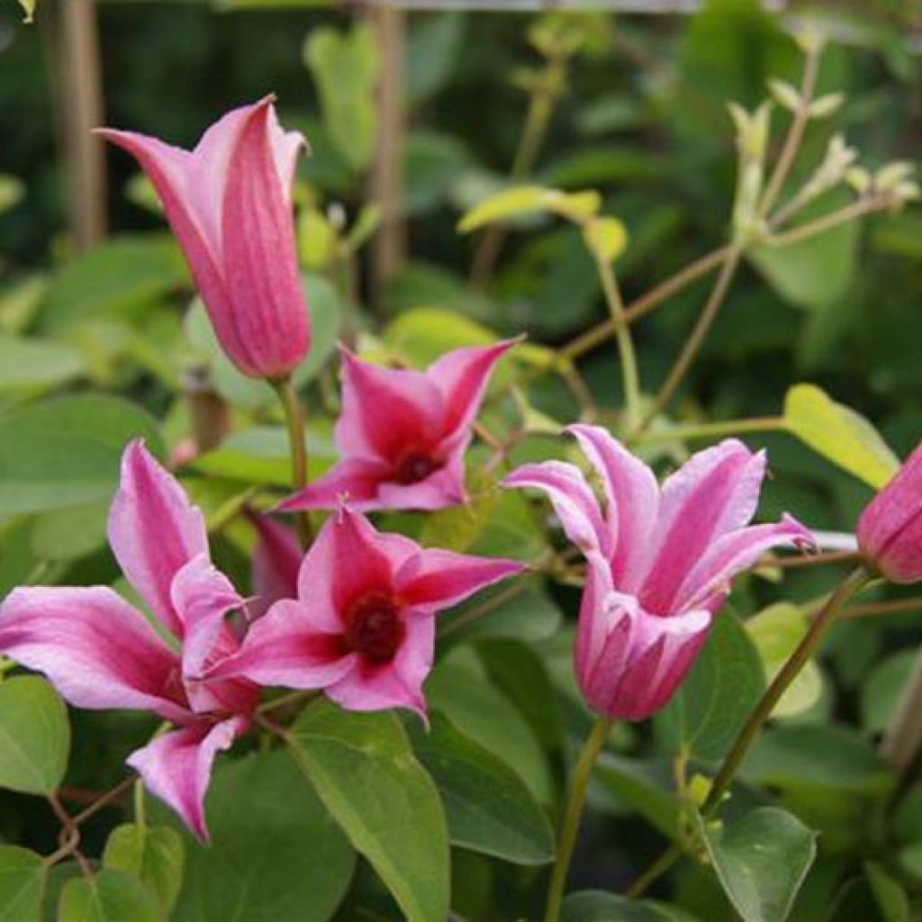Clematis texensis Duchess of Albany - Scarlet Leather Flower