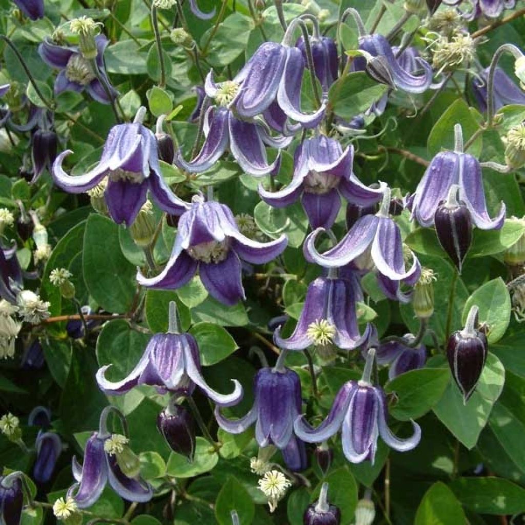 Clematis diversifolia Fascination