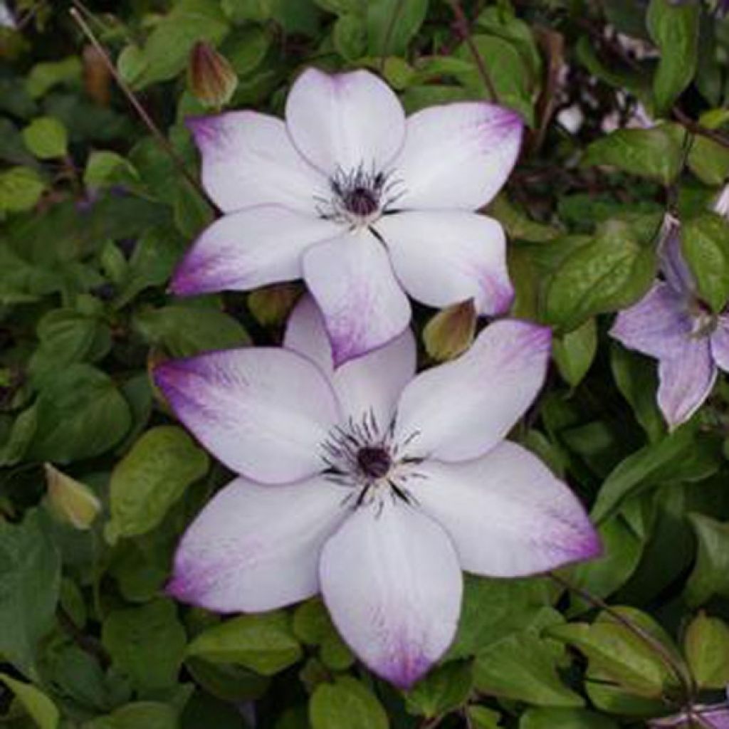 Clematis florida Fond Memories