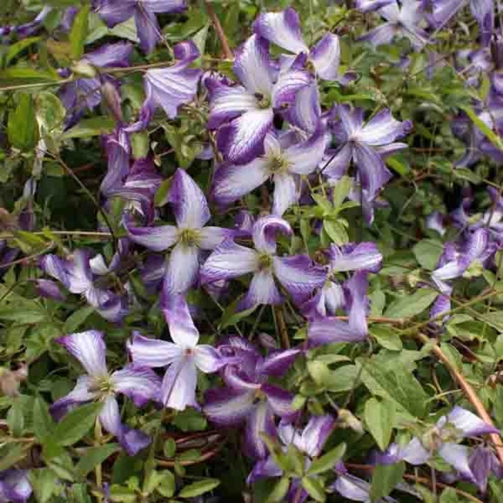 Clematis I am Lady J - Italian Leather Flower