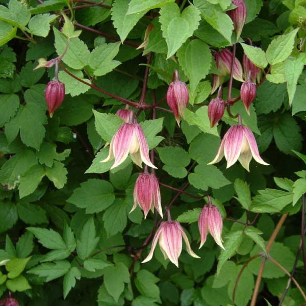 Clematis atragene I am Red Robin