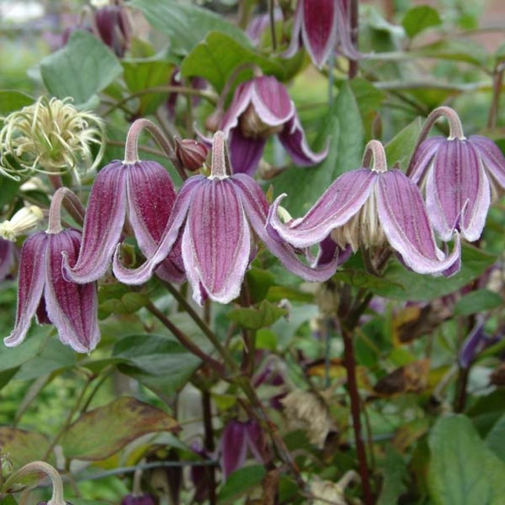 Clematis diversifolia Jan Fopma