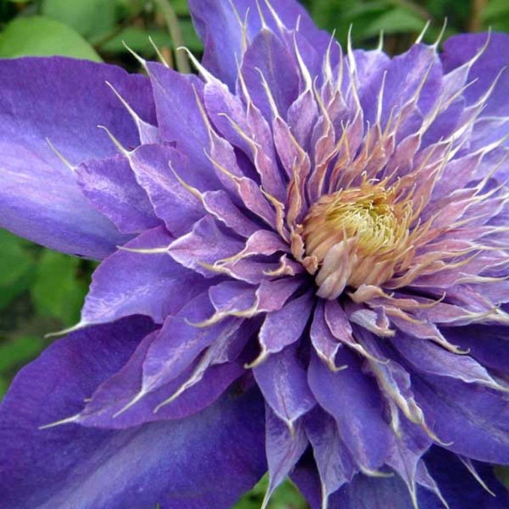 Clematis patens Multi Blue