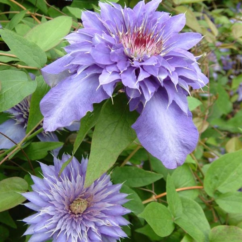 Clematis patens Multi Blue