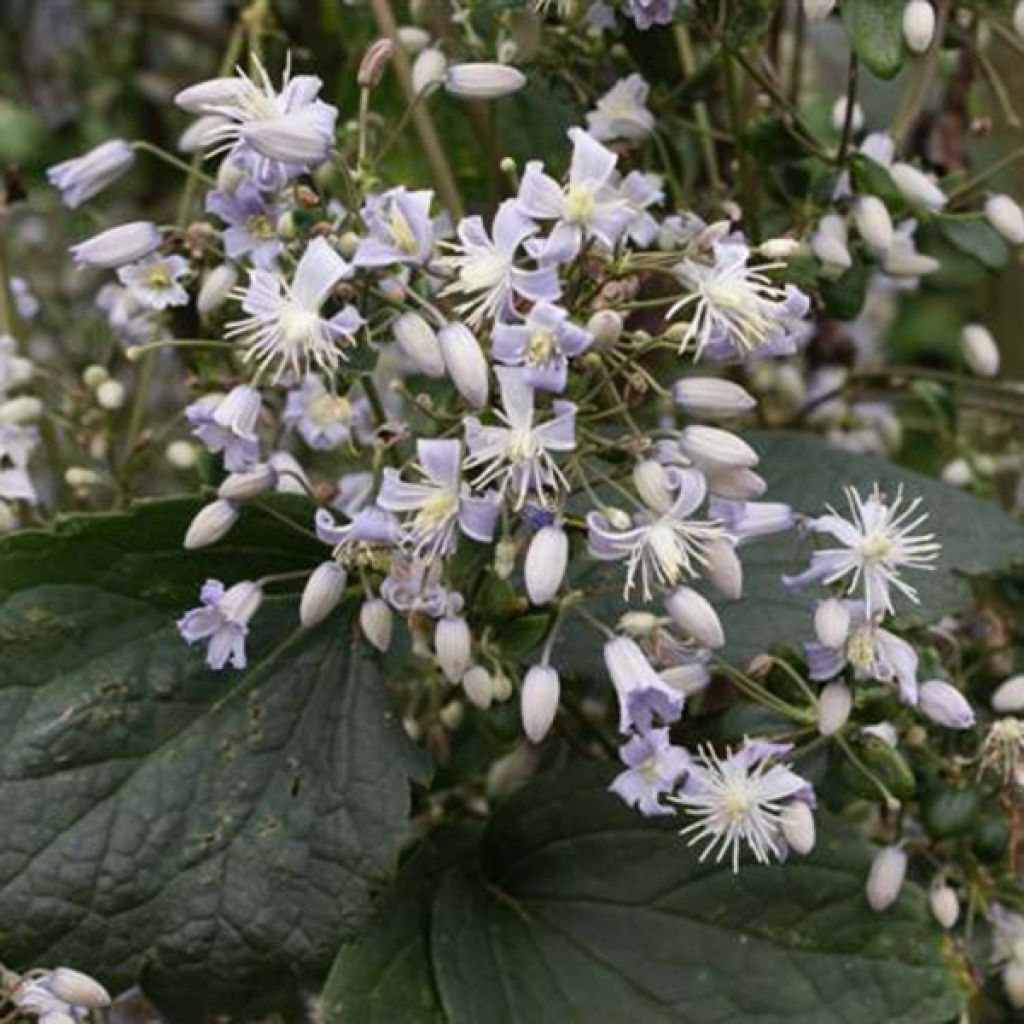 Clematis jouiniana Robert Brydon