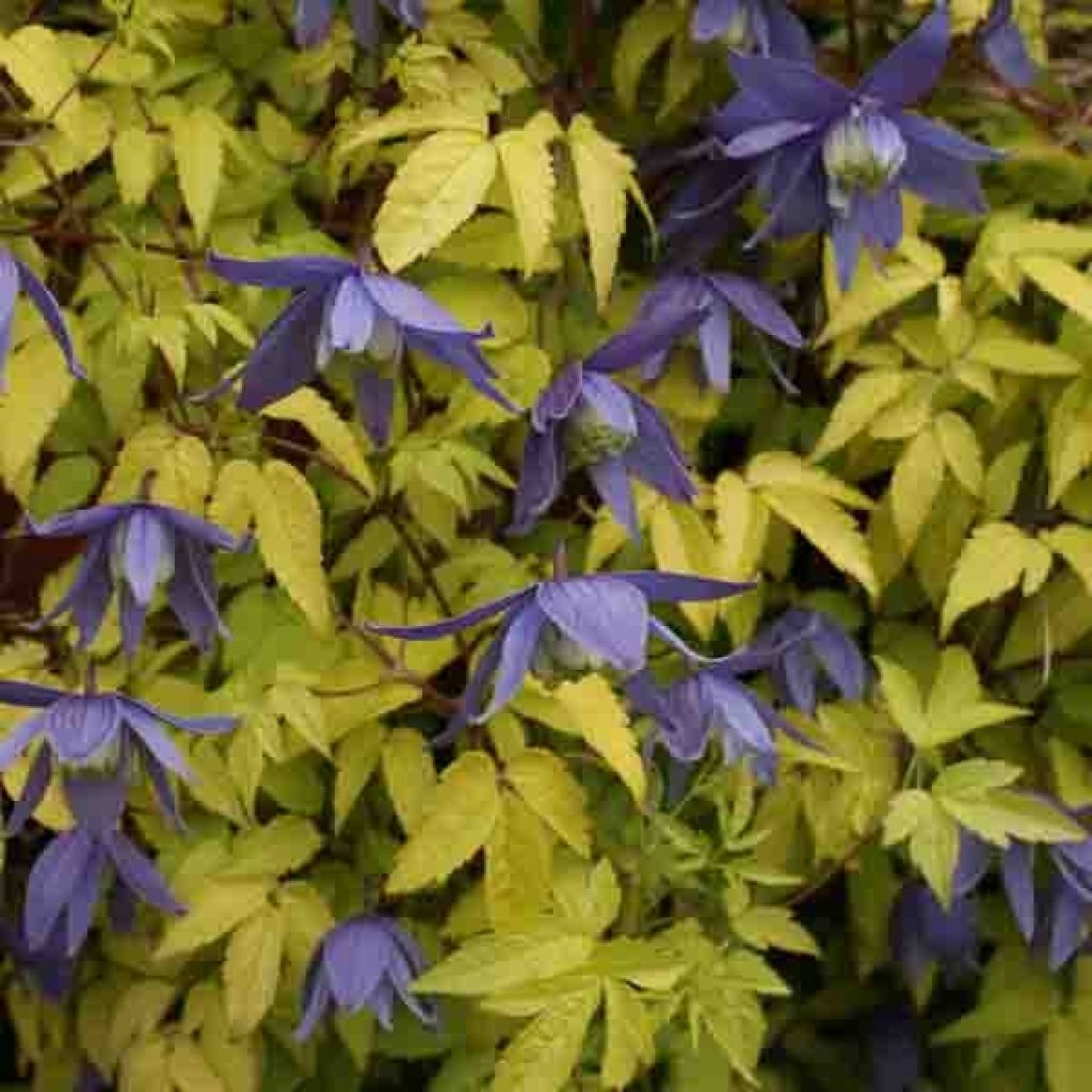 Clematis atragene Stolwijk Gold