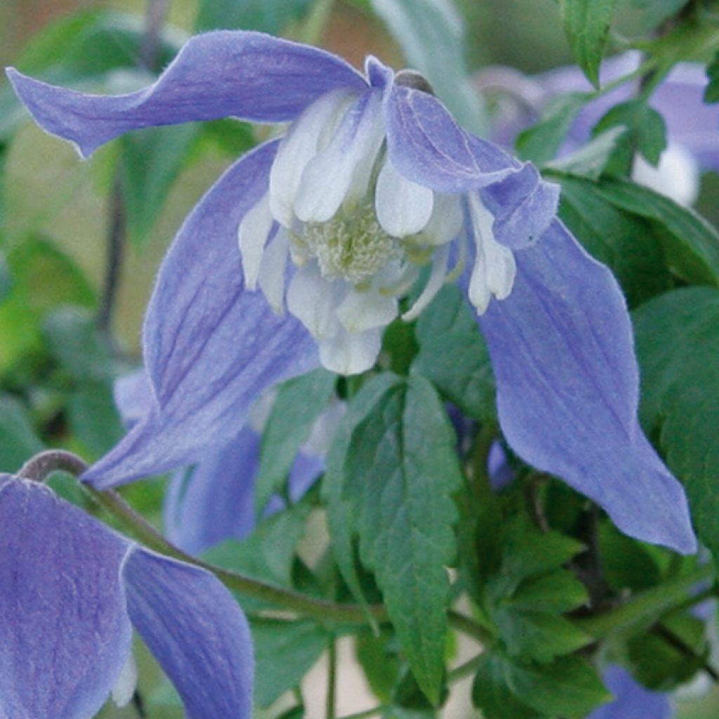 Clematis atragene alpina Francis Rivis