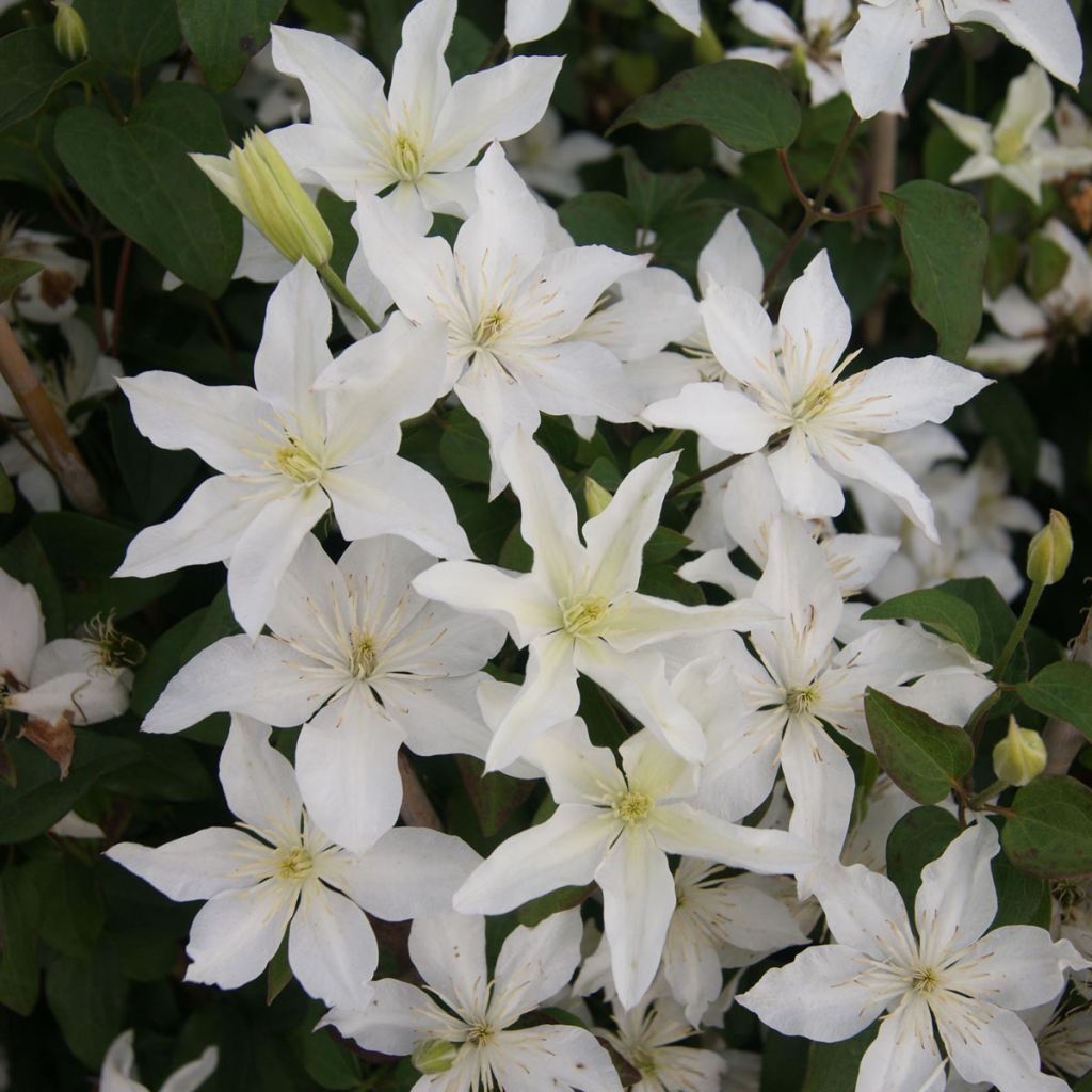 Clematis integrifolia Baby Star 'Zobast'