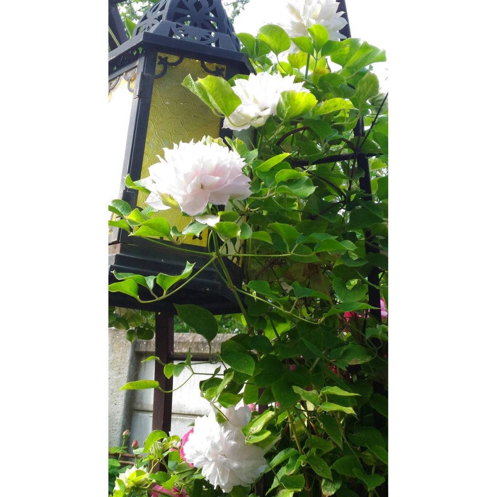 Clematis patens Dancing Dorien