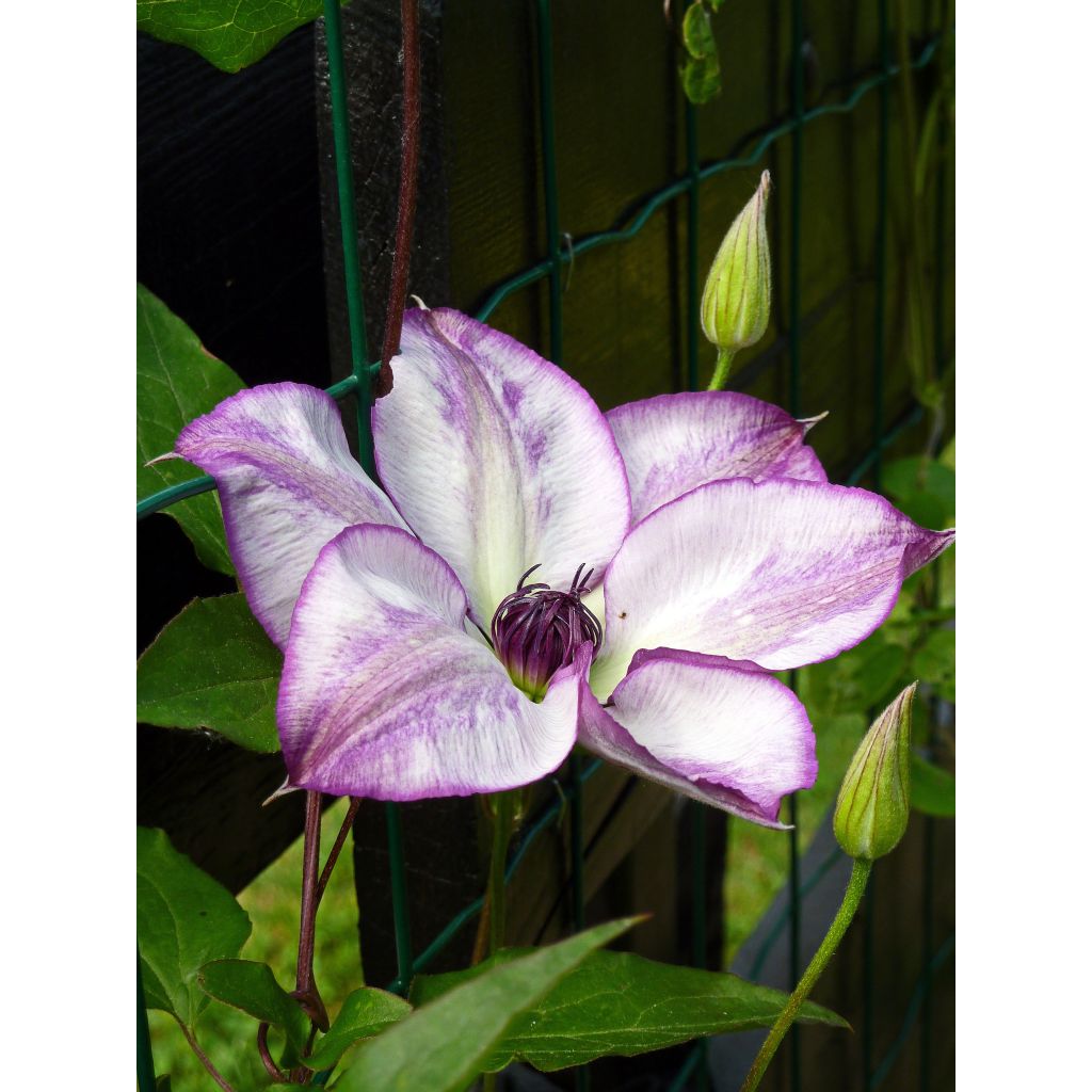Clematis florida Fond Memories