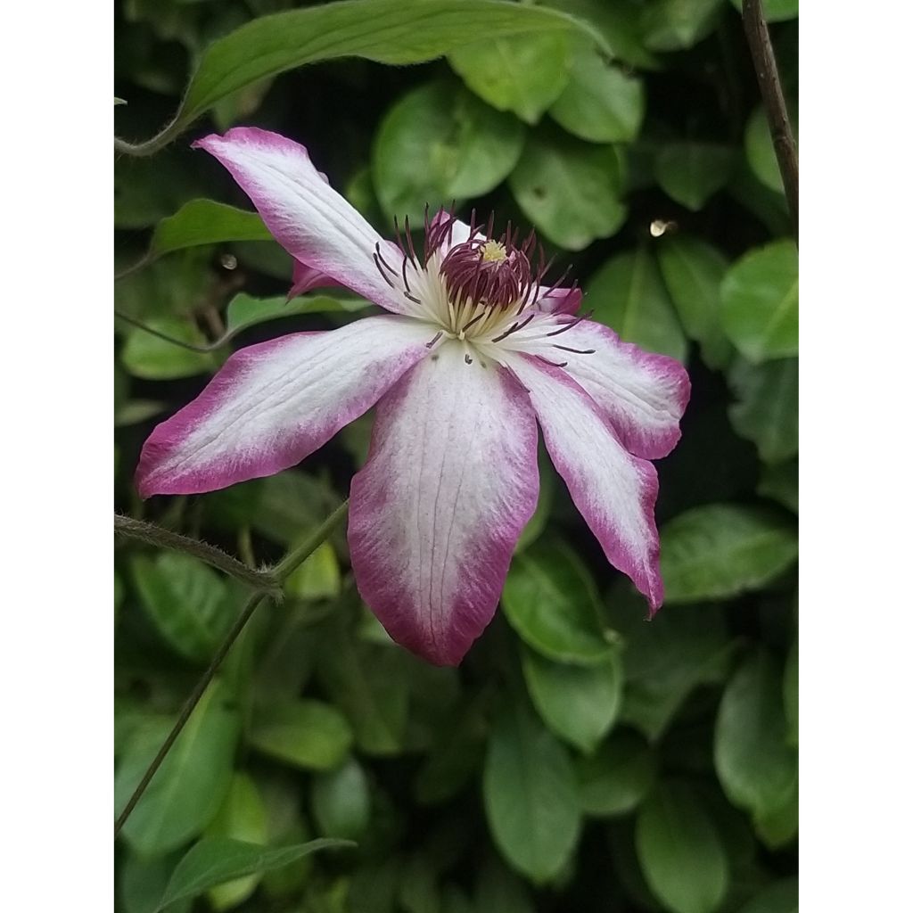 Clematis Picotee