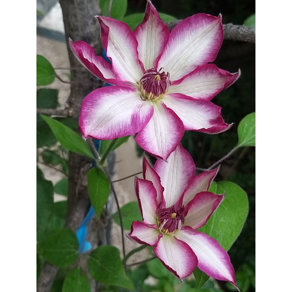Clematis Picotee