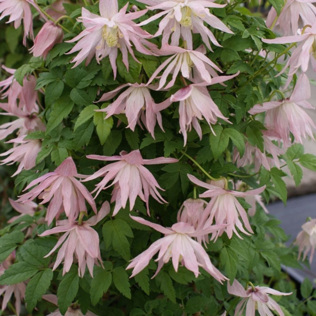 Clematis atragene Country Rose