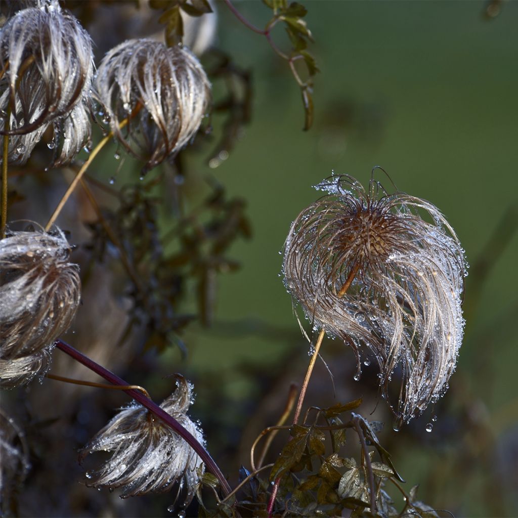 Clematis montana Sunrise - Anemone Clematis
