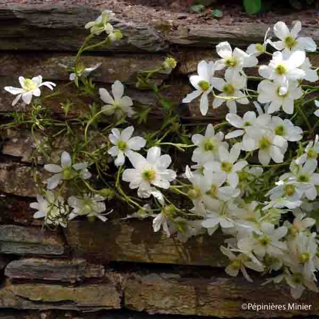 Clematis x cartmanii Early Sensation