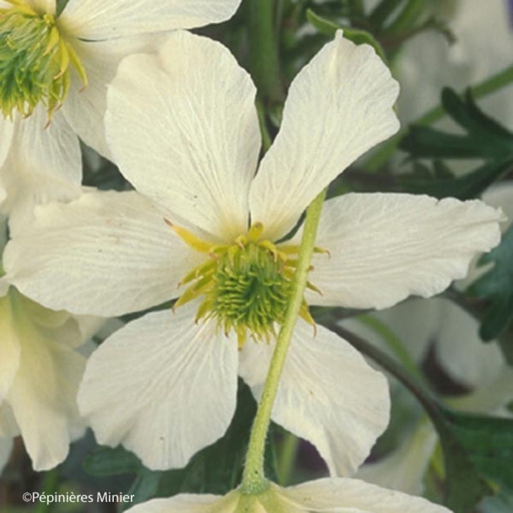 Clematis x cartmanii Early Sensation