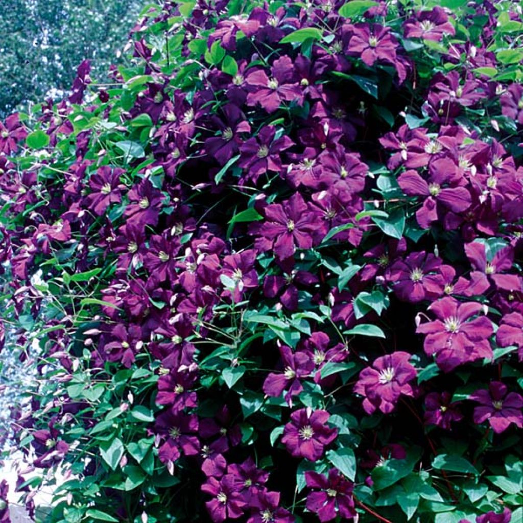 Clematis x viticella 'Etoile Violette'