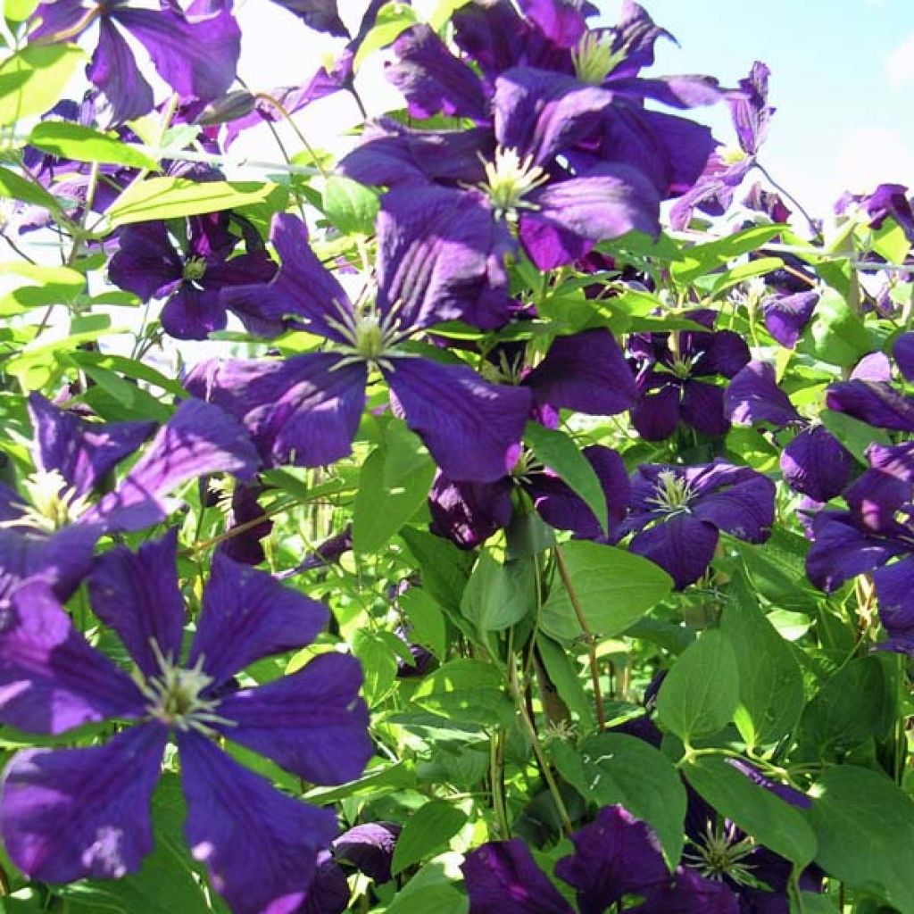 Clematis x viticella 'Etoile Violette'