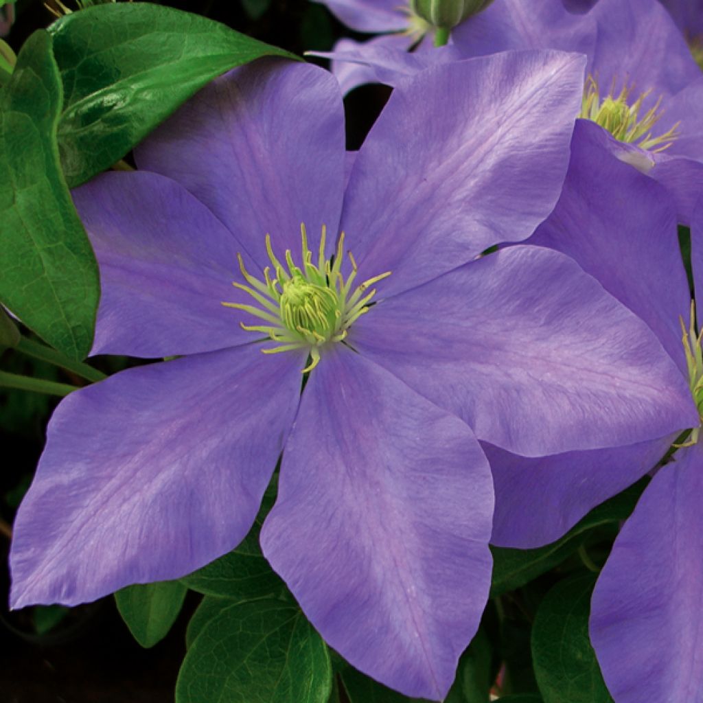 Clematis patens Fujimusume