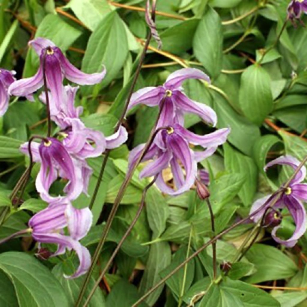 Clematis integrifolia Rosea