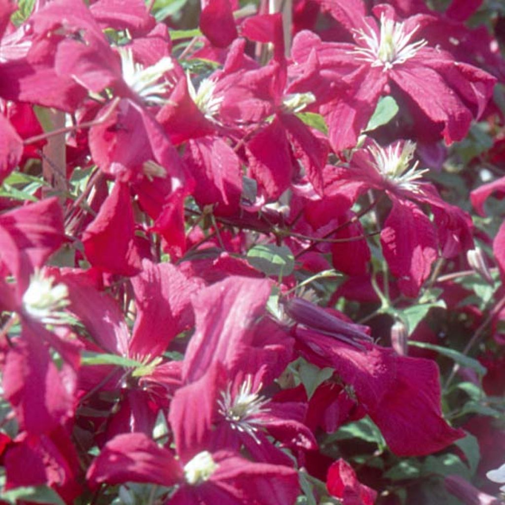 Clematis Madame Julia Correvon