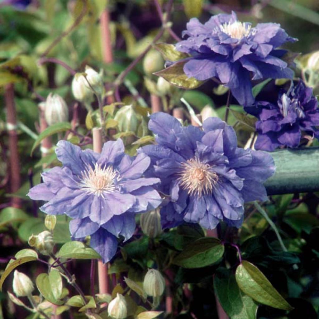 Clematis patens Kiri Te Kanawa