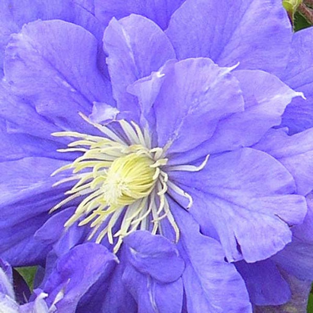 Clematis patens Kiri Te Kanawa