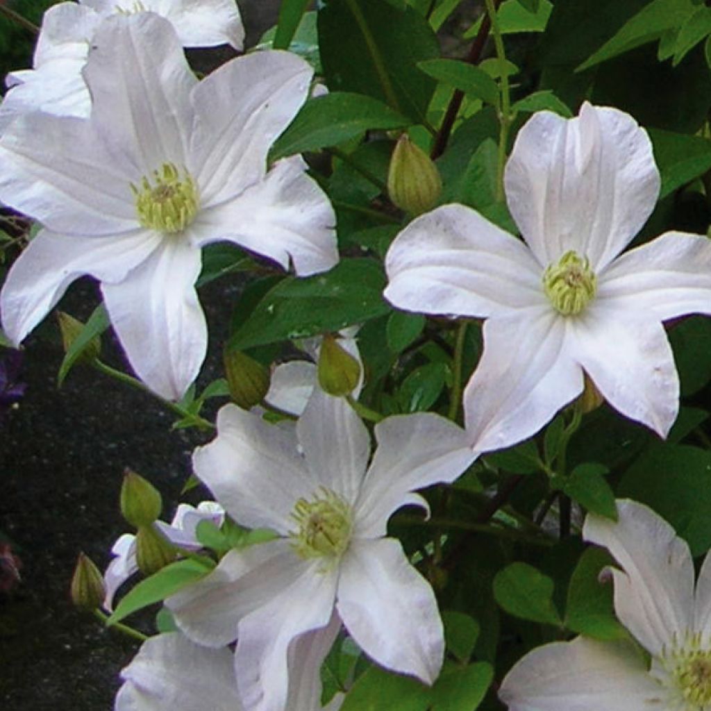 Clematis patens Madame Lecoultre