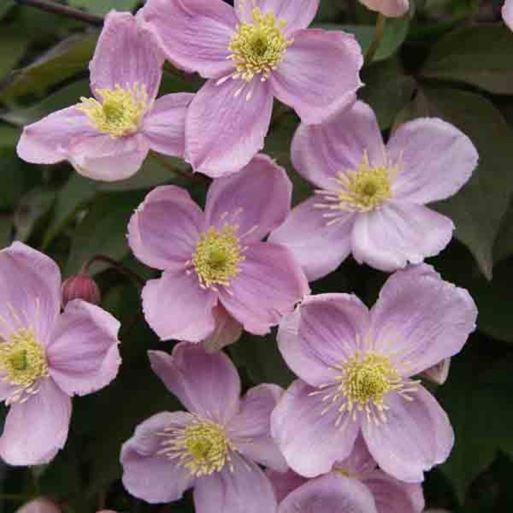 Clematis Sanssouci