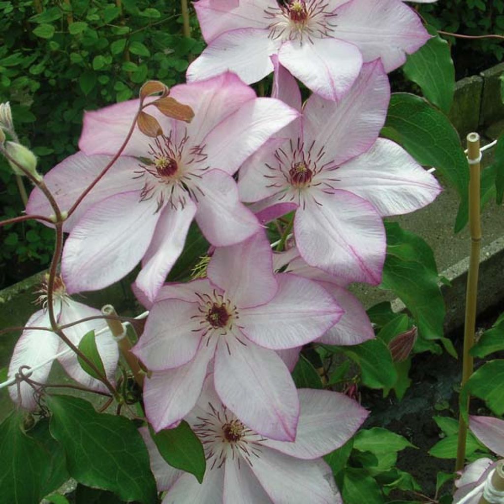 Clematis patens Omoshiro