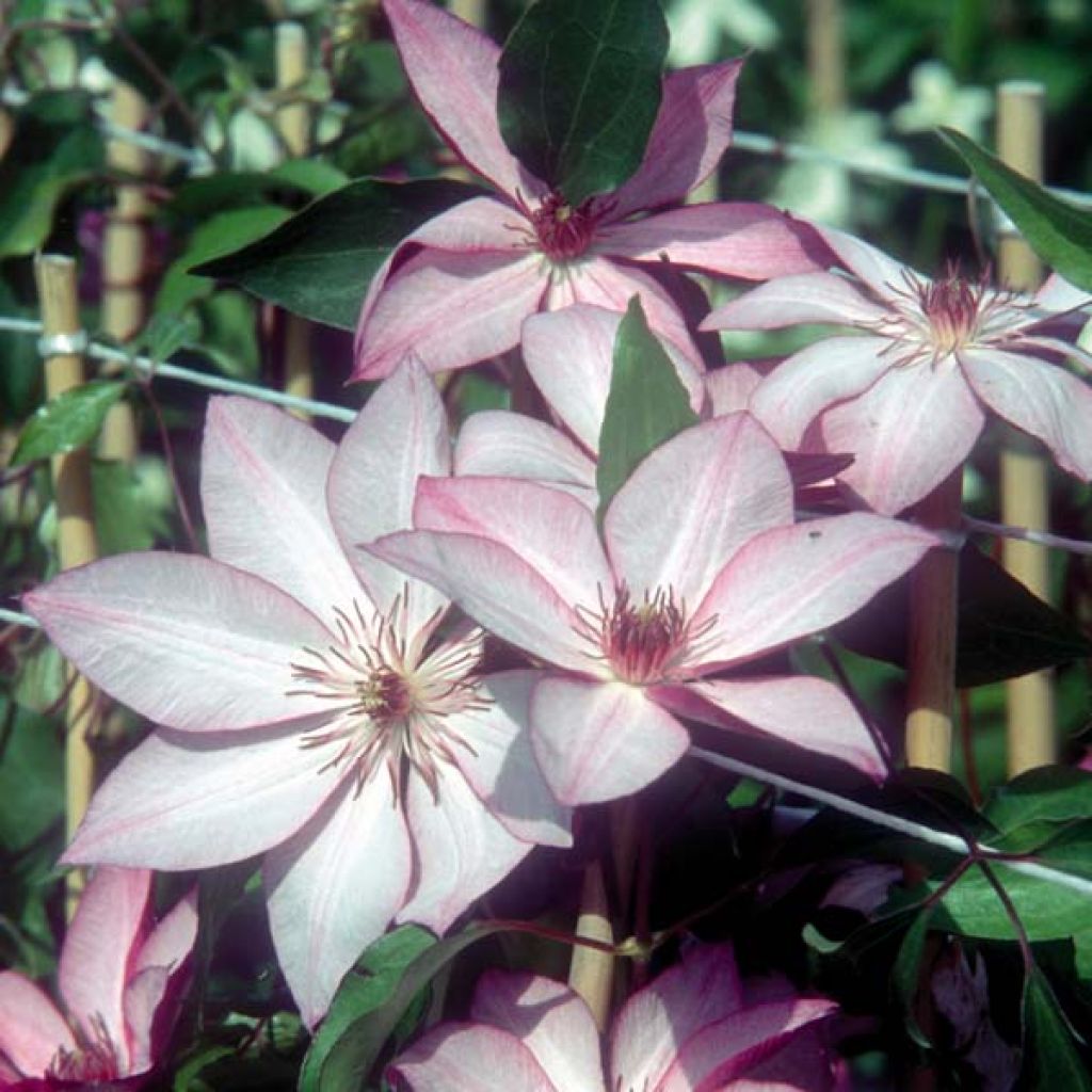 Clematis patens Omoshiro