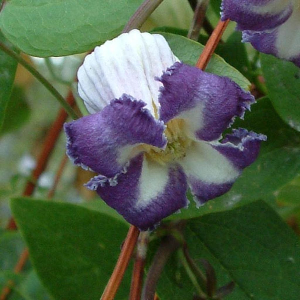 Clematis pitcheri