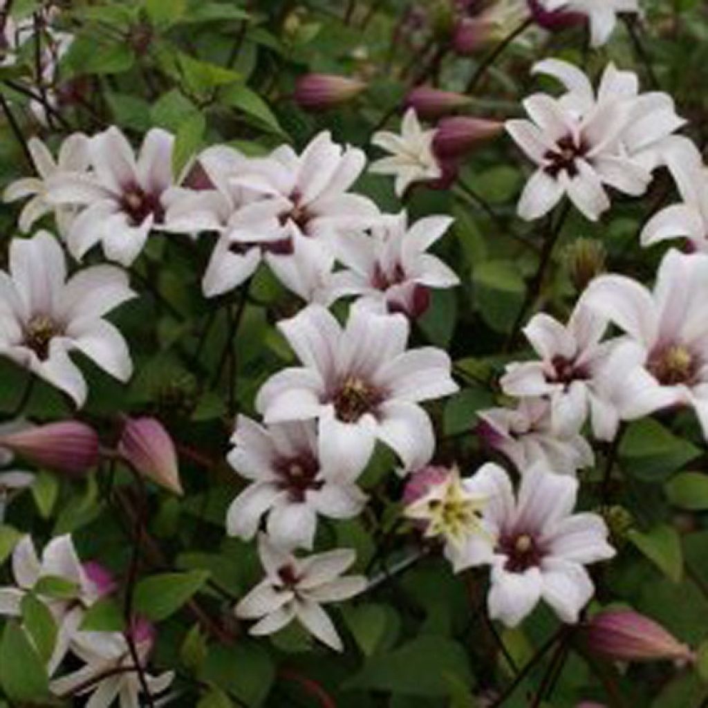Clematis texensis Princess Kate - Scarlet Leather Flower