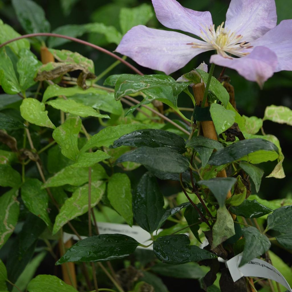 Clematis patens Proteus