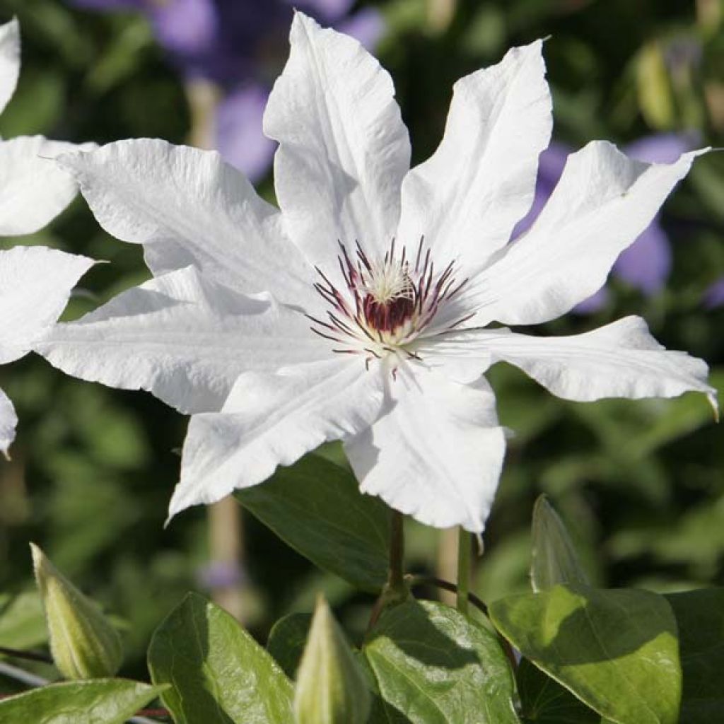 Clematis patens Snow Queen