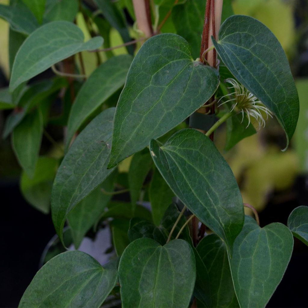 Clematis patens Snow Queen