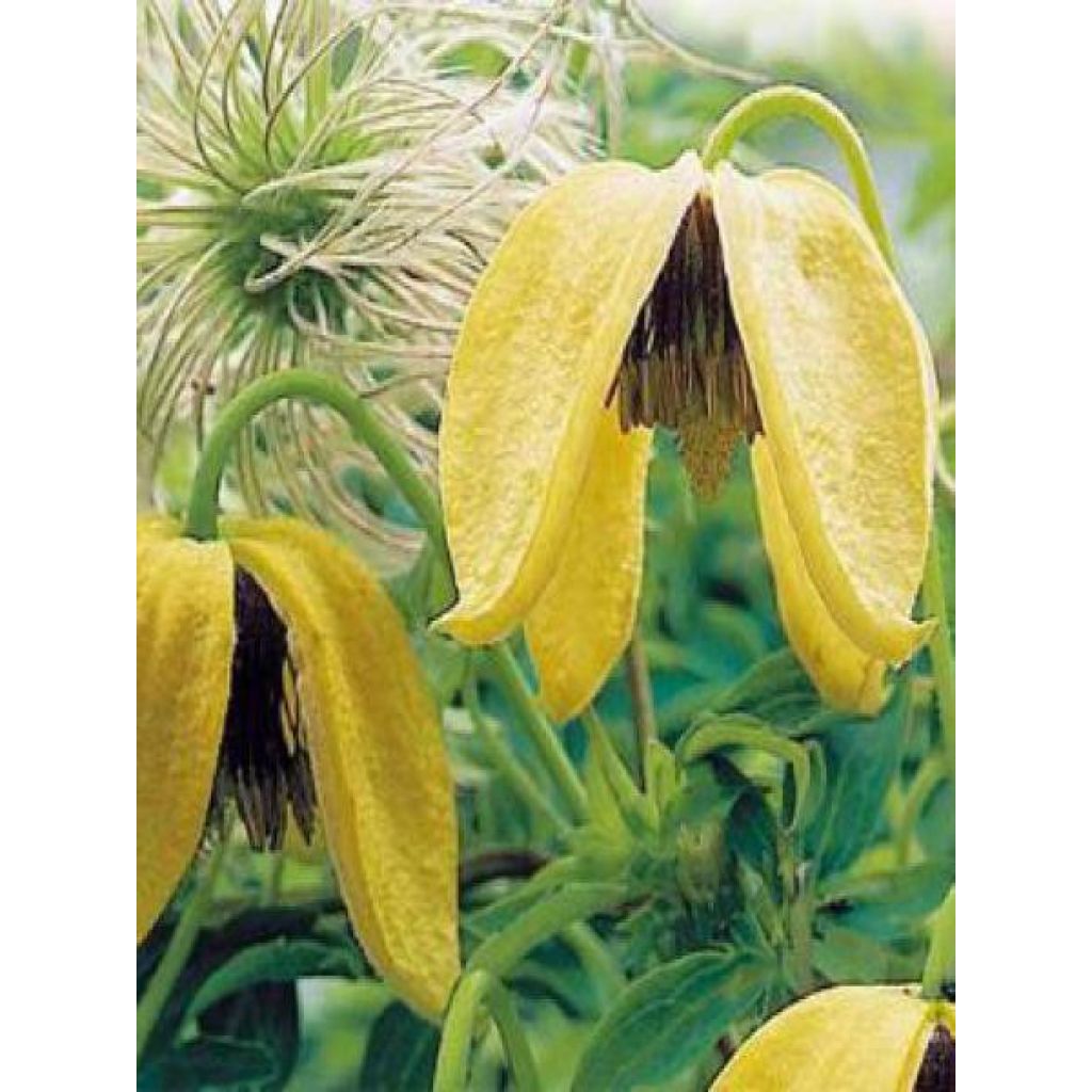 Clematis tangutica Helios